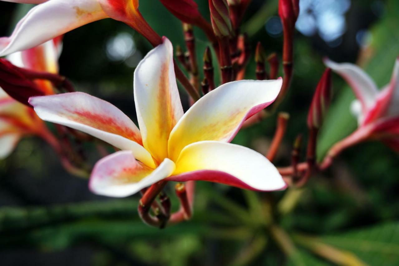 Louto Dmell & Sanur (Bali)